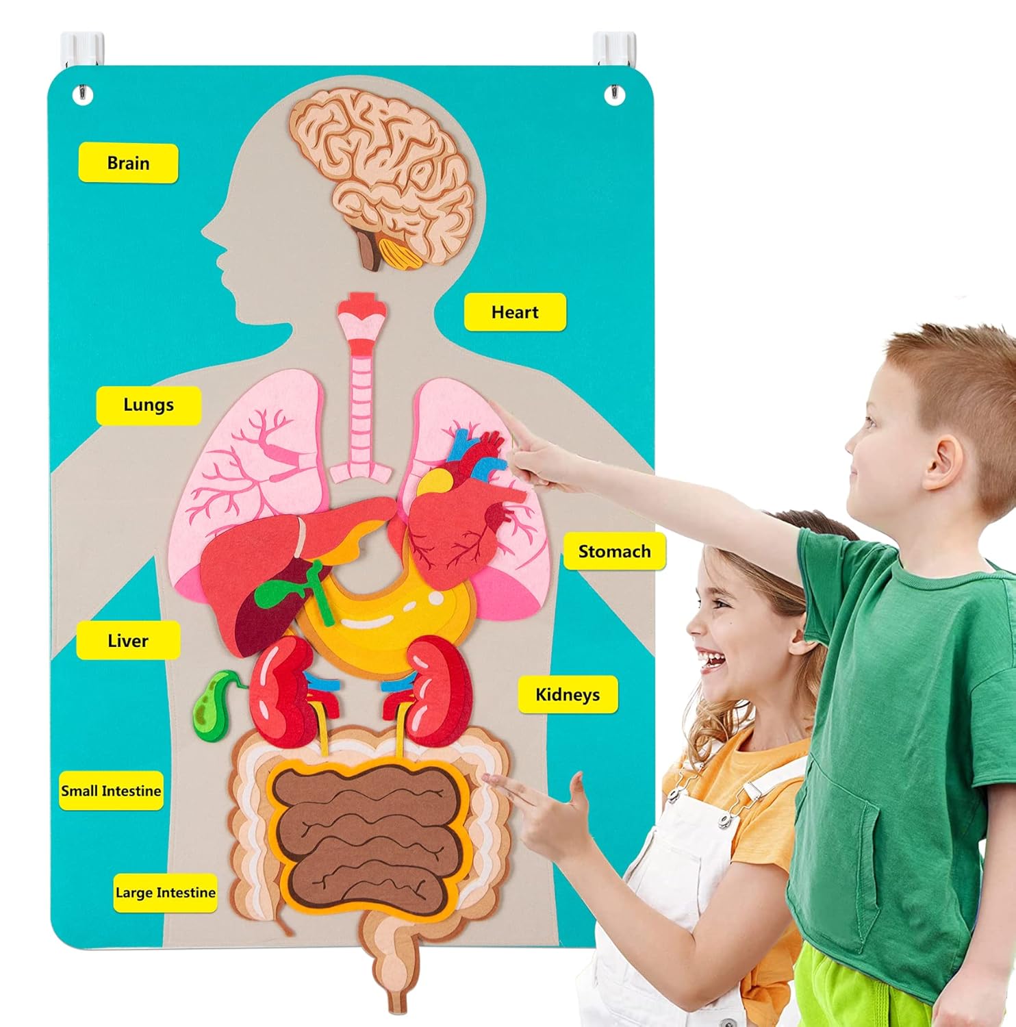 Human Body Parts Felt Board St - Kids Education Activities 评论和价格