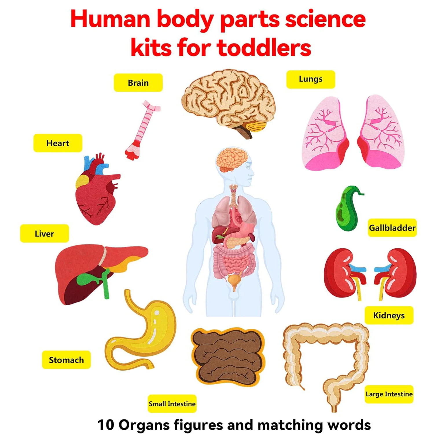 Human Body Parts Felt Board St - Kids Education Activities 评论和价格